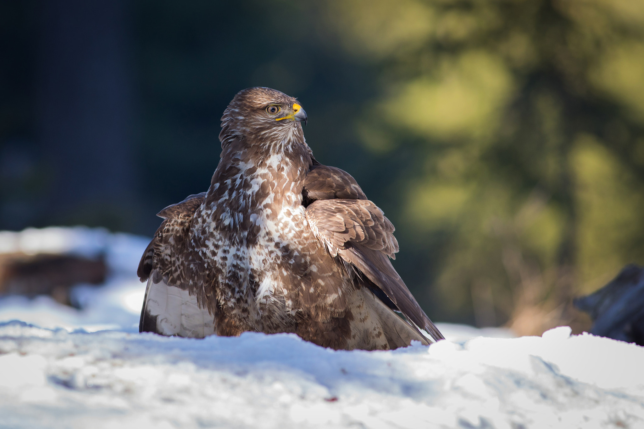 Canon EF 400mm F5.6L USM sample photo. Káně lesní (buteo buteo)

 photography
