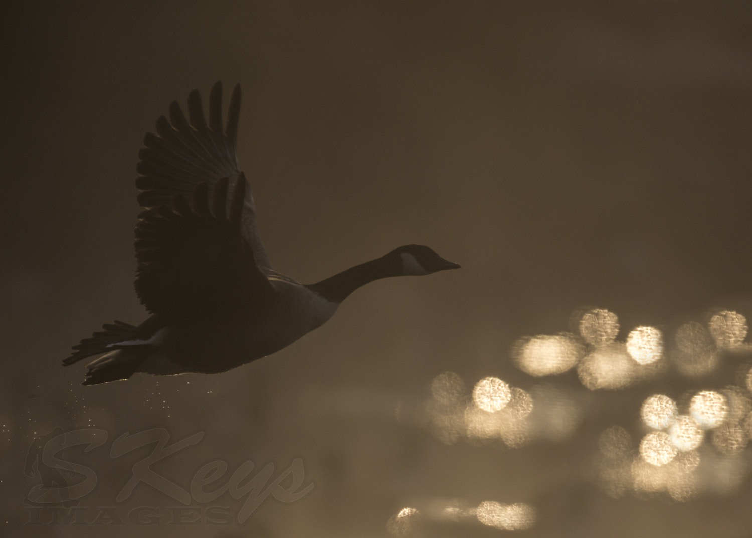 Nikon D7200 + Nikon AF-S Nikkor 500mm F4G ED VR sample photo. Reflections (canada goose) photography