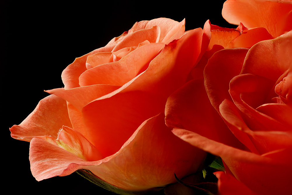 Canon EOS 40D sample photo. Falling in rose photography
