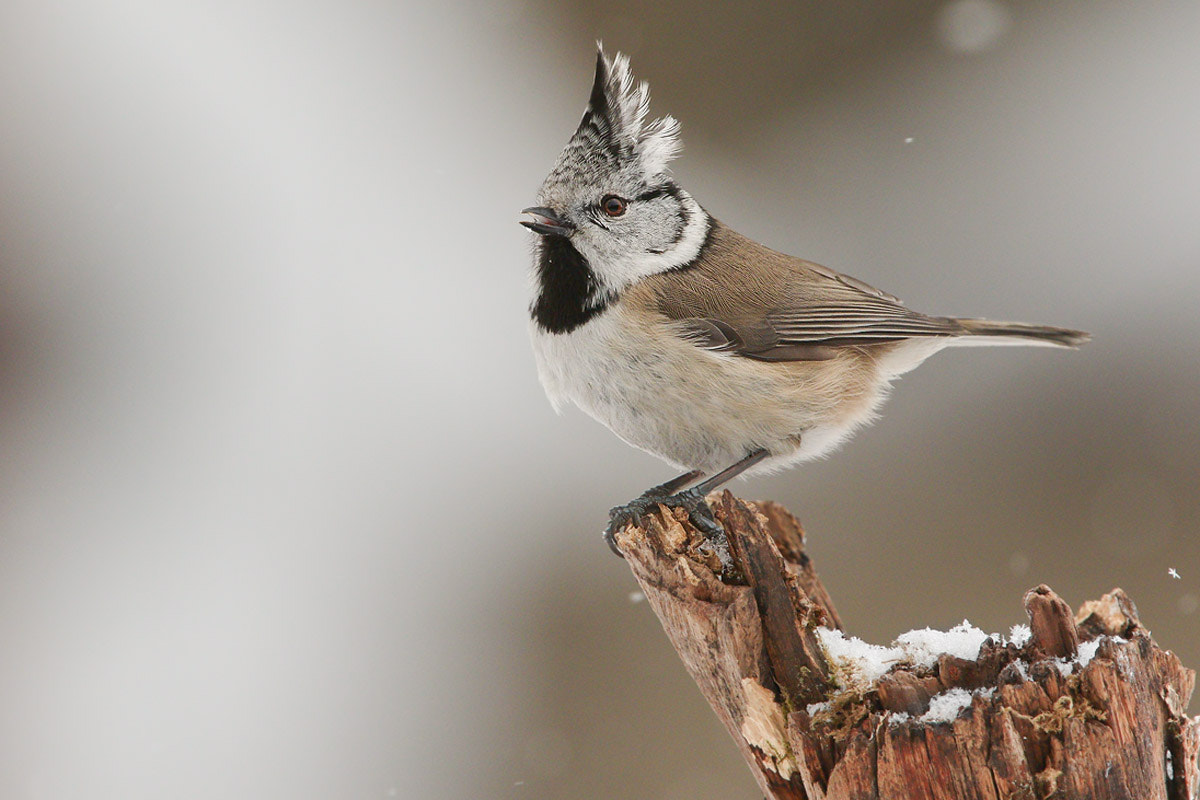 Canon EOS 7D Mark II sample photo. Crested tit on the branch photography