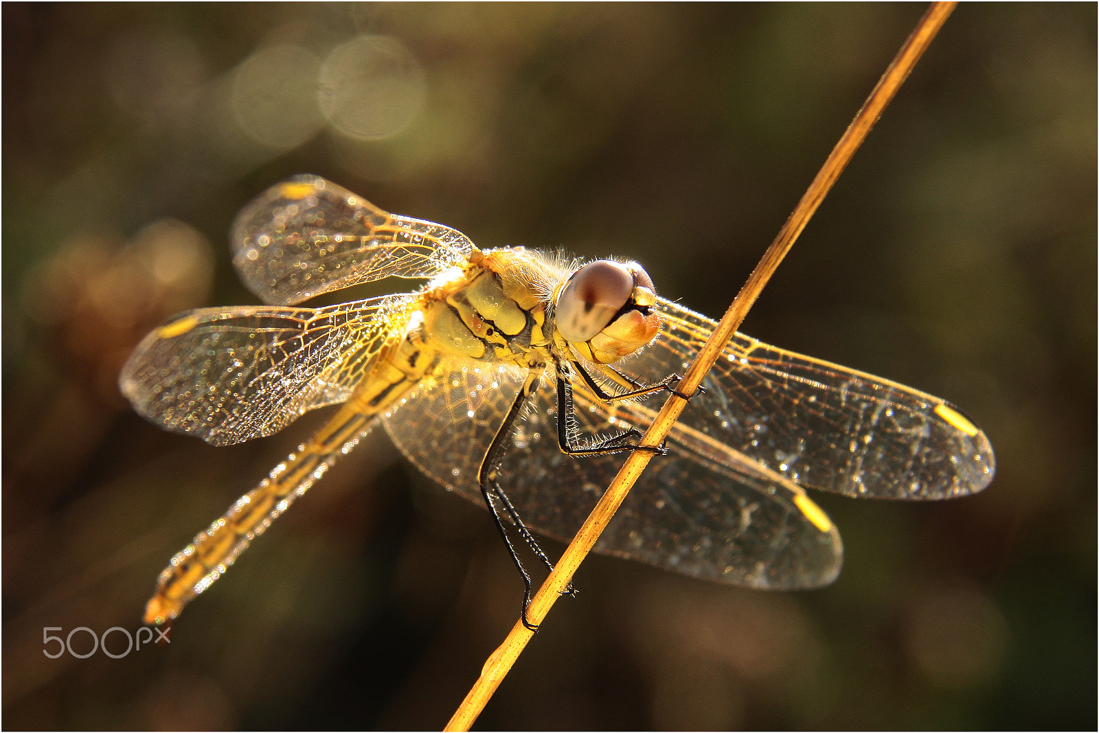 Canon EOS 50D + Canon EF-S 17-85mm F4-5.6 IS USM sample photo. Dragonfly photography