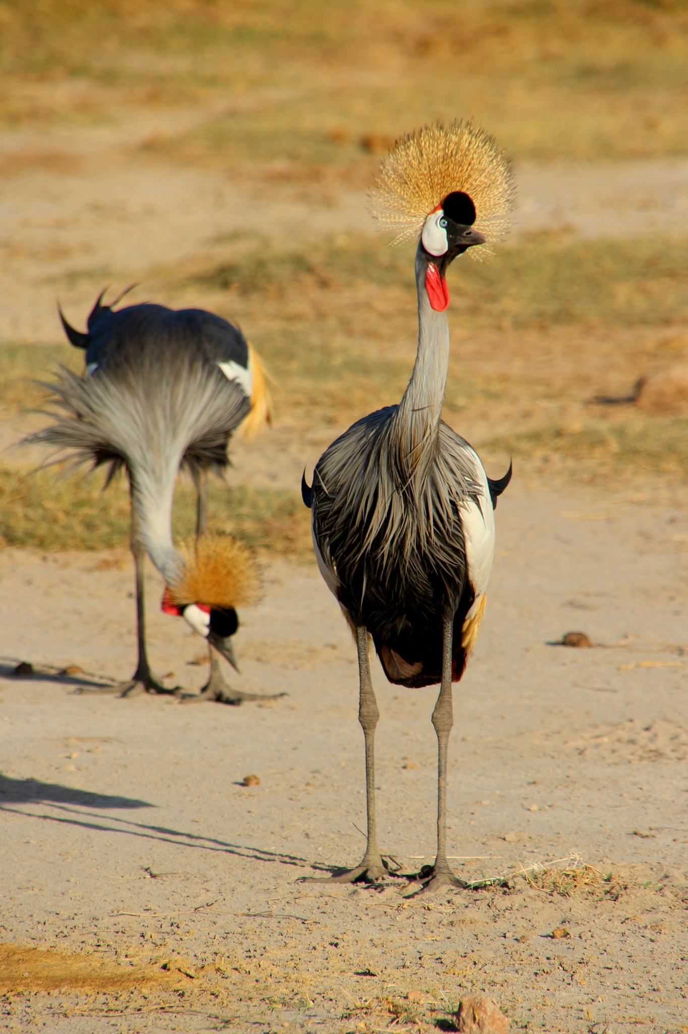 Canon EOS 650D (EOS Rebel T4i / EOS Kiss X6i) sample photo. Grey crowned crane photography
