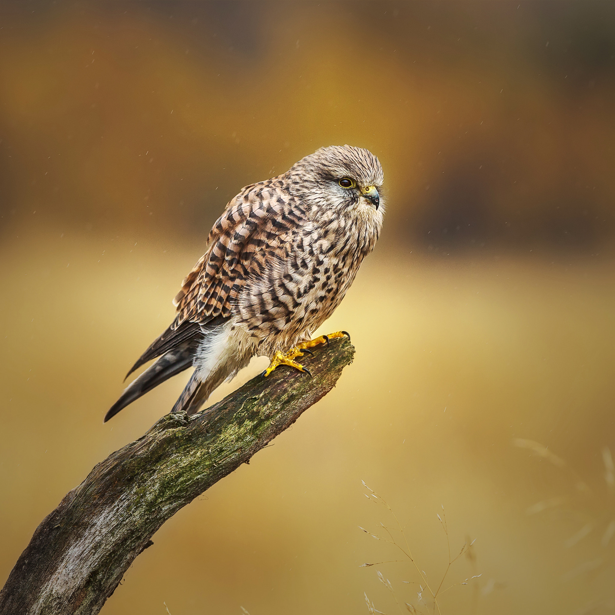Canon EF 300mm F2.8L IS USM sample photo. On the lookout.... photography