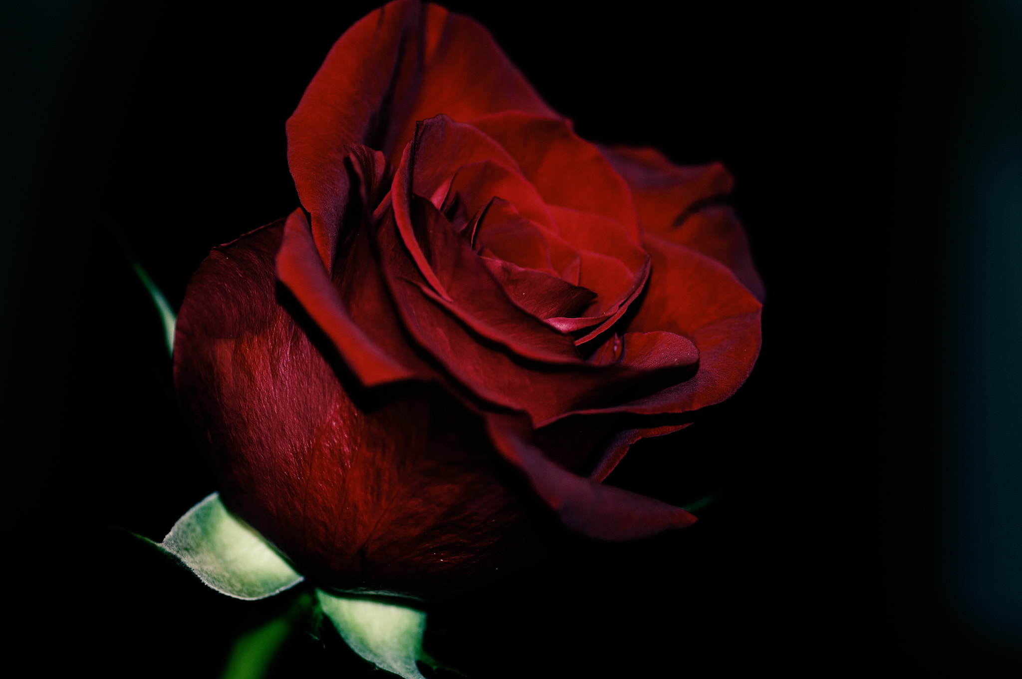 Nikon D5000 sample photo. Red rose photography