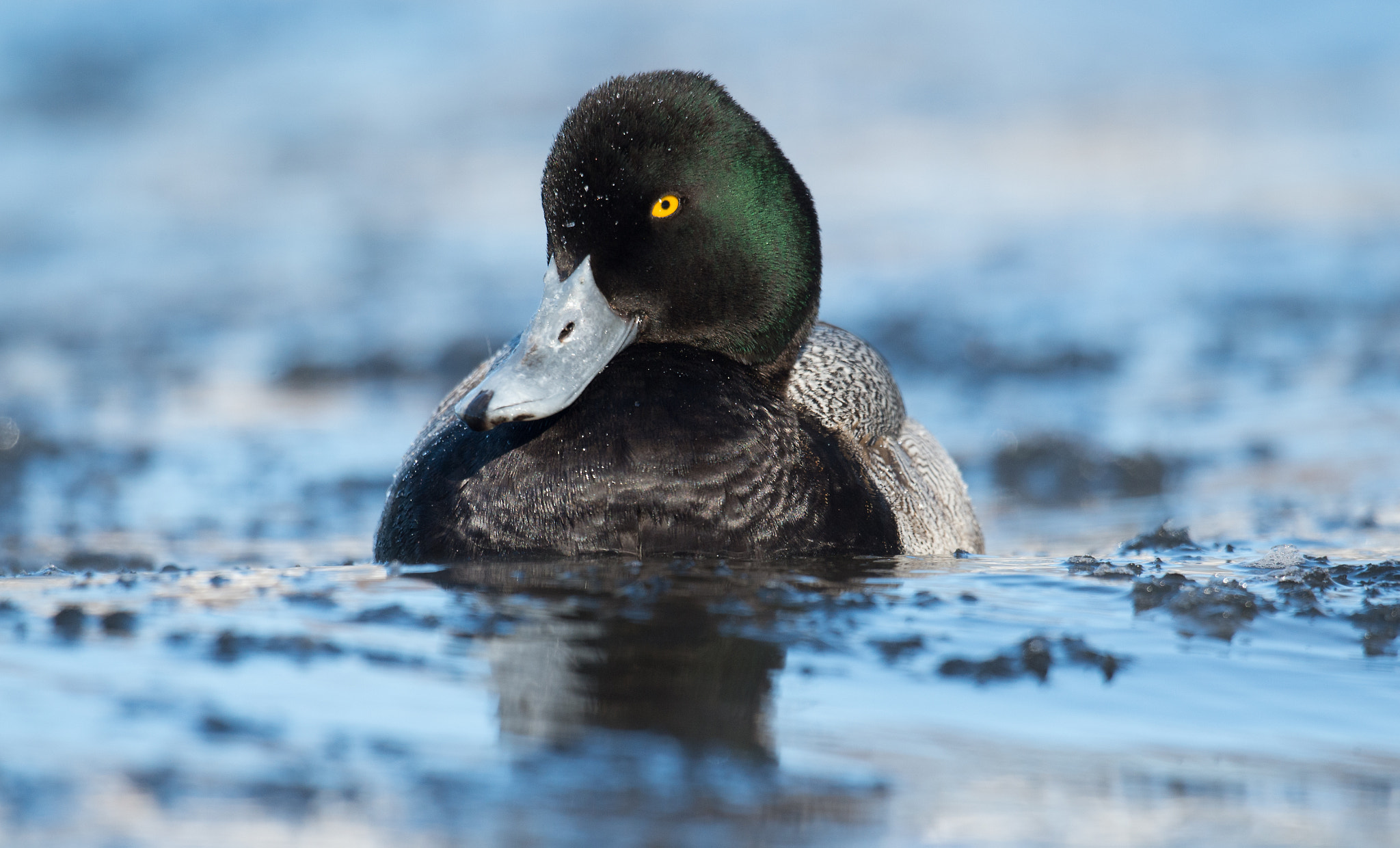 Nikon AF-S Nikkor 800mm F5.6E FL ED VR sample photo. Petit fuligule, aythaya affinis, lesser scaup photography