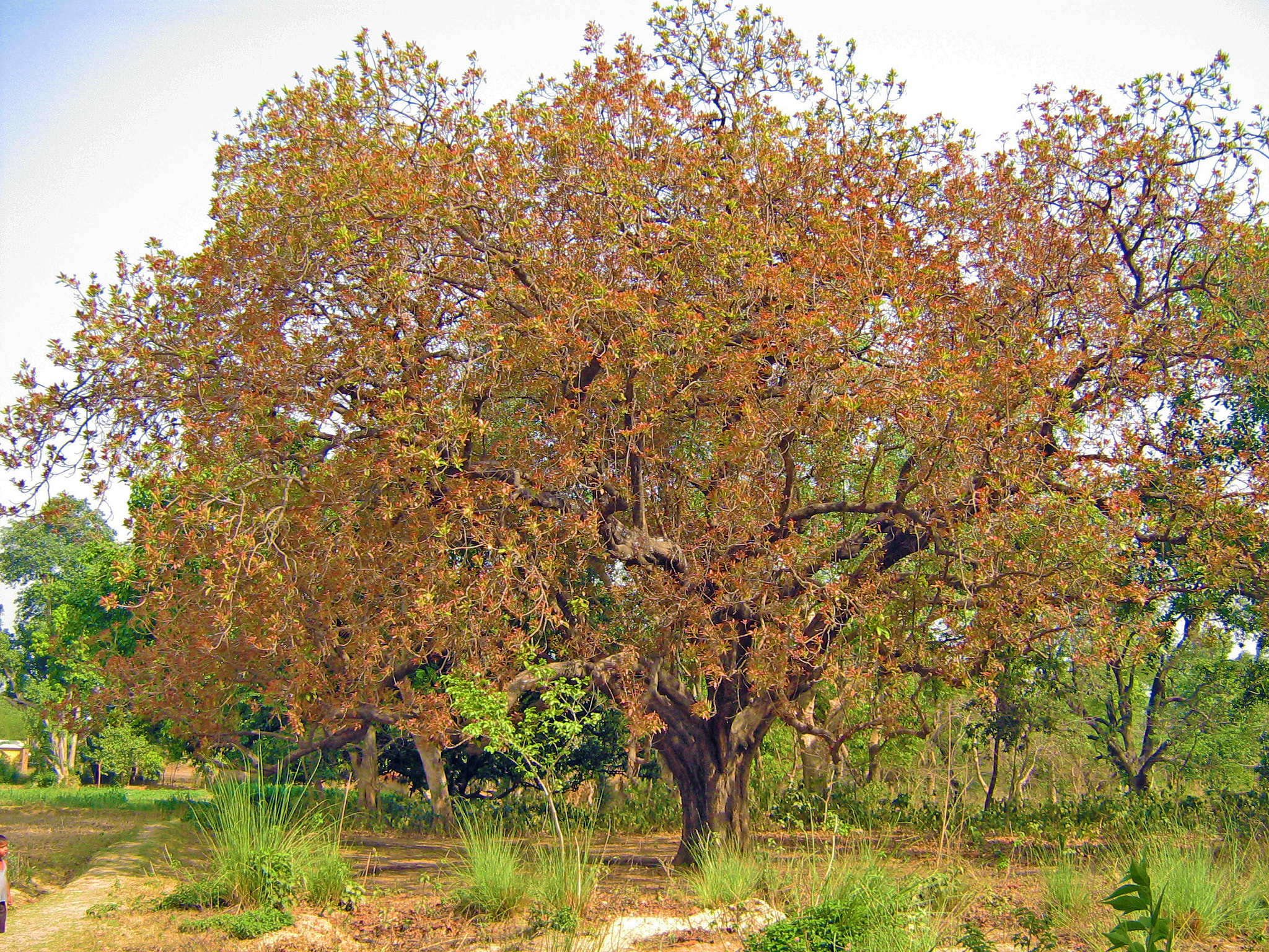 Canon POWERSHOT A420 sample photo. That old tree... photography