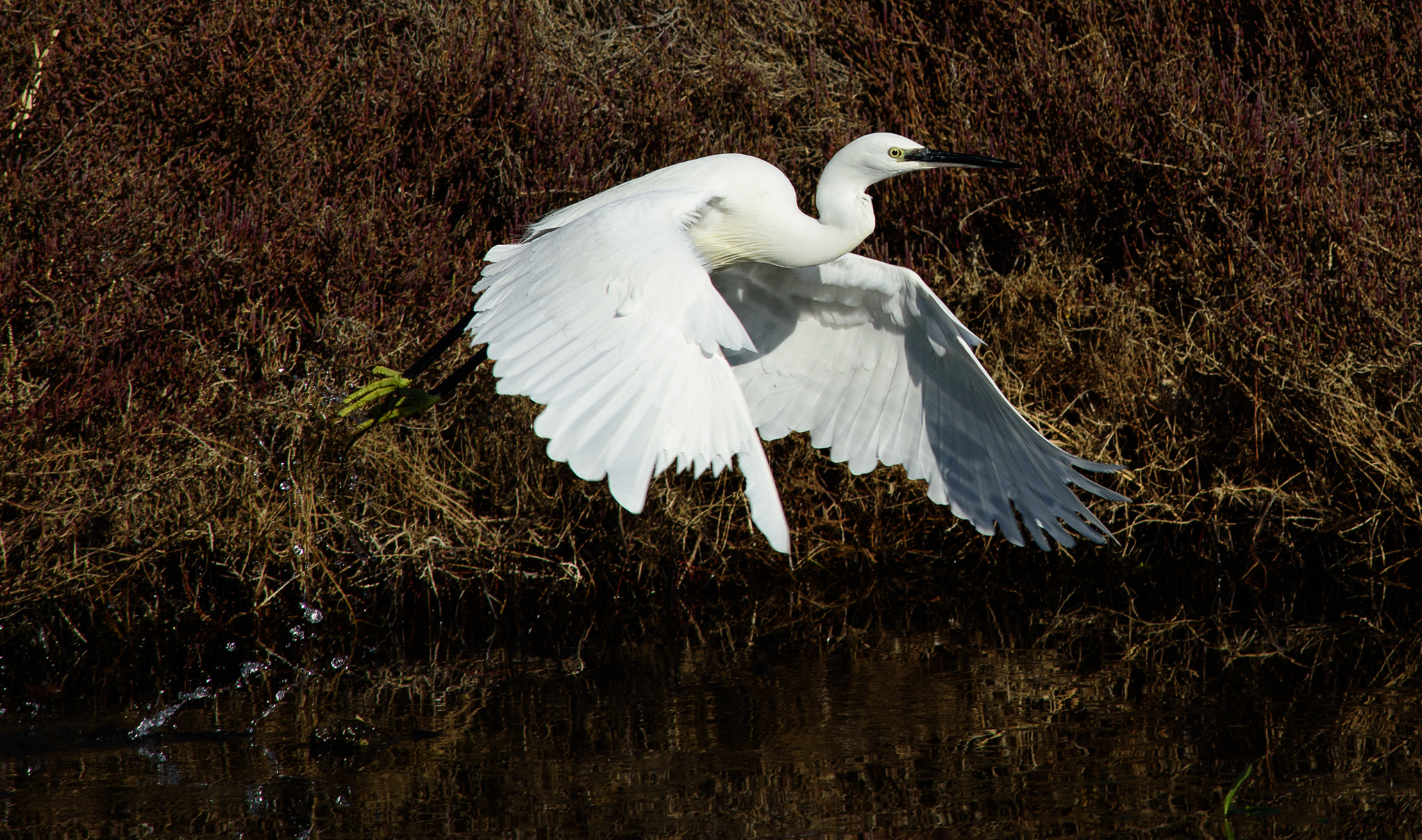 Nikon D750 + AF Nikkor 300mm f/4 IF-ED sample photo. Egretta garzetta photography