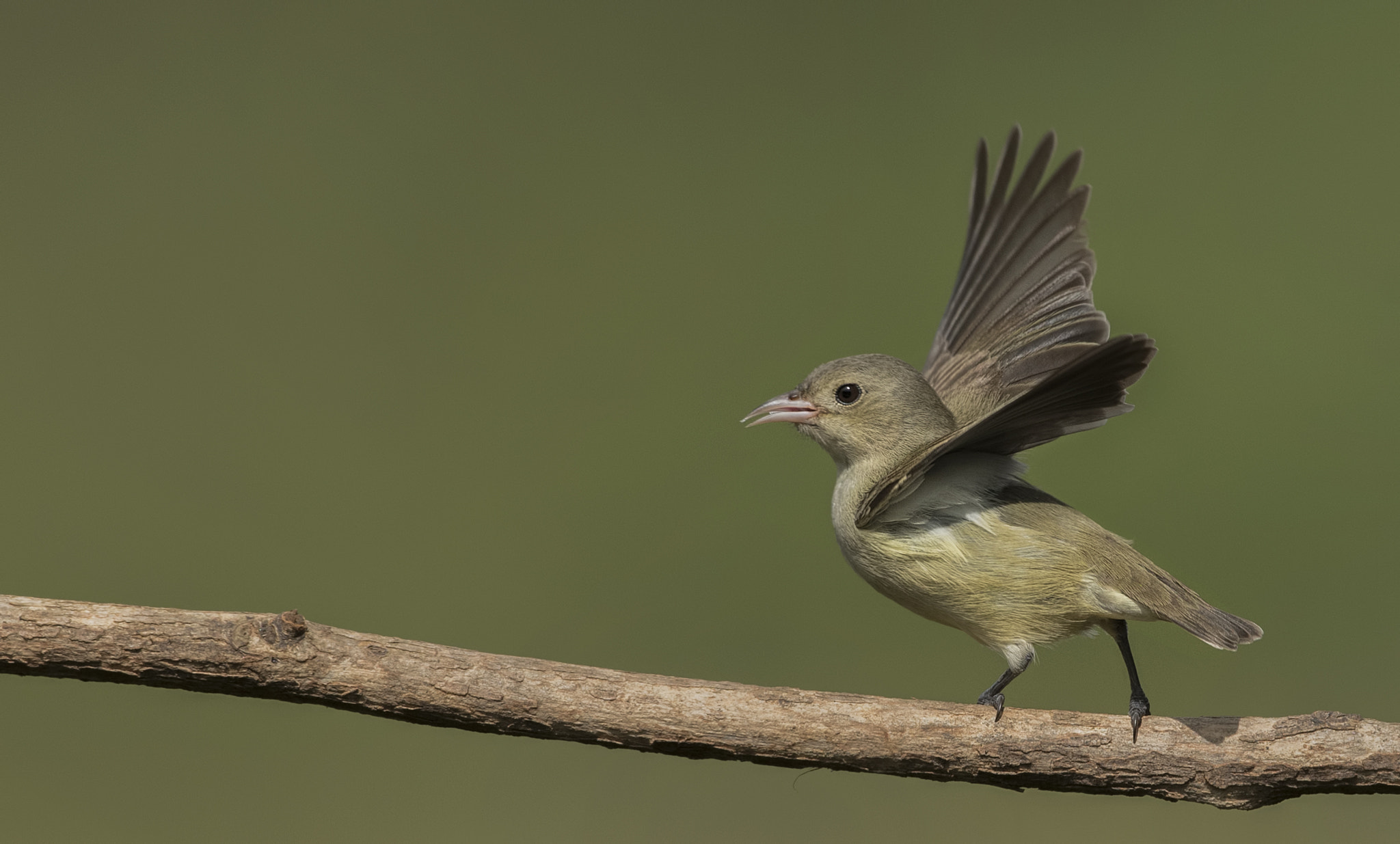 Nikon D750 + Nikon AF-S Nikkor 500mm F4G ED VR sample photo. Pale billed flowerpecker photography