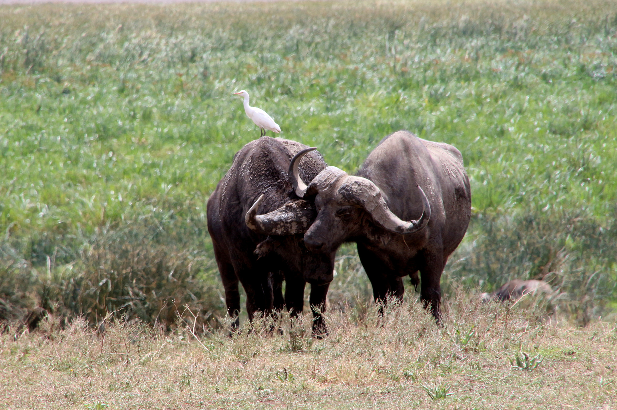 Canon EOS 650D (EOS Rebel T4i / EOS Kiss X6i) sample photo. African buffalo photography