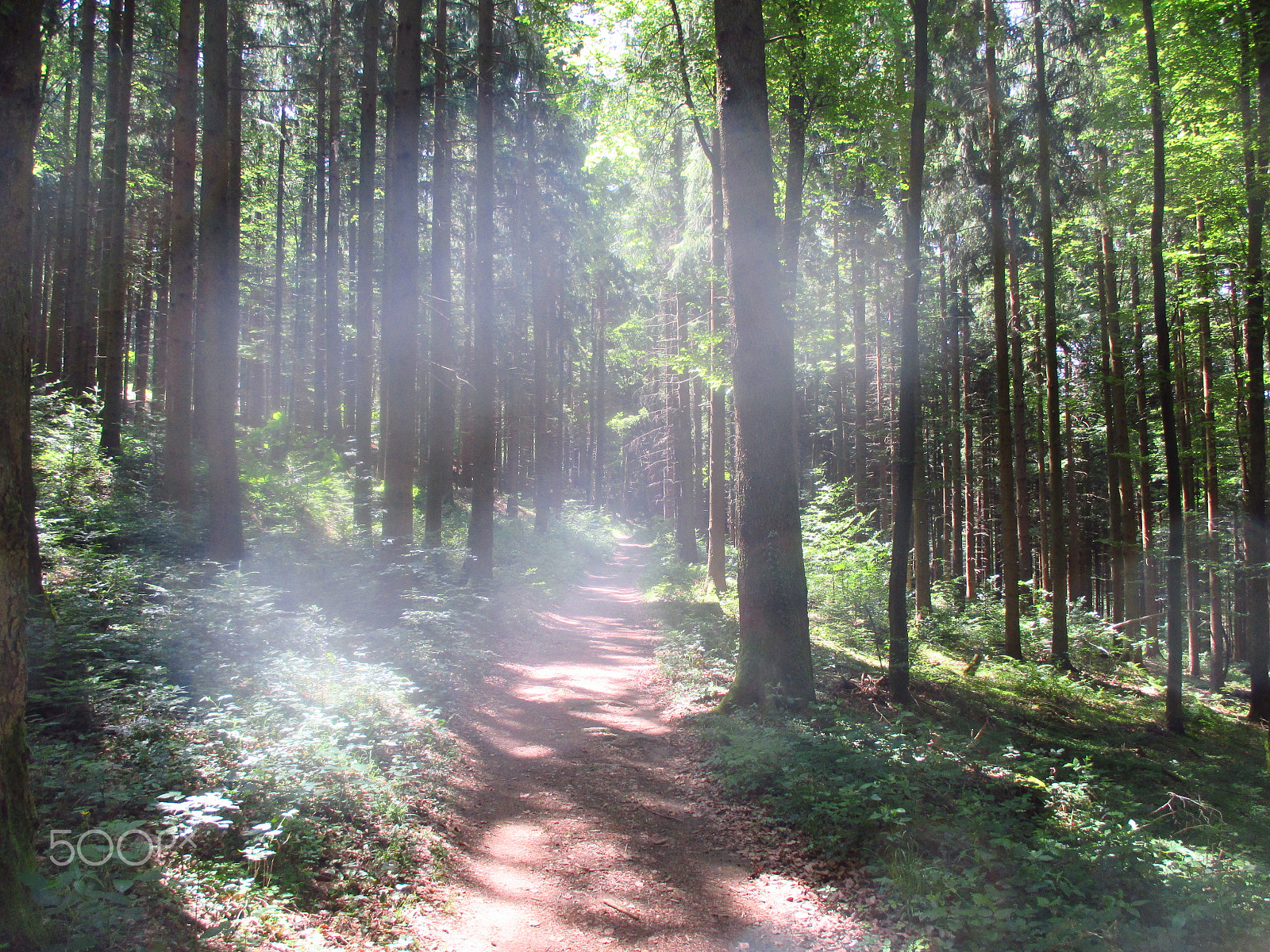 Canon PowerShot ELPH 115 IS (IXUS 132 / IXY 90F) sample photo. Path through the forest 1 photography