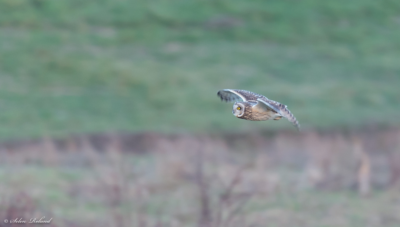 Nikon D4 + Nikon AF-S Nikkor 500mm F4G ED VR sample photo. Velduil - short-eared owl photography