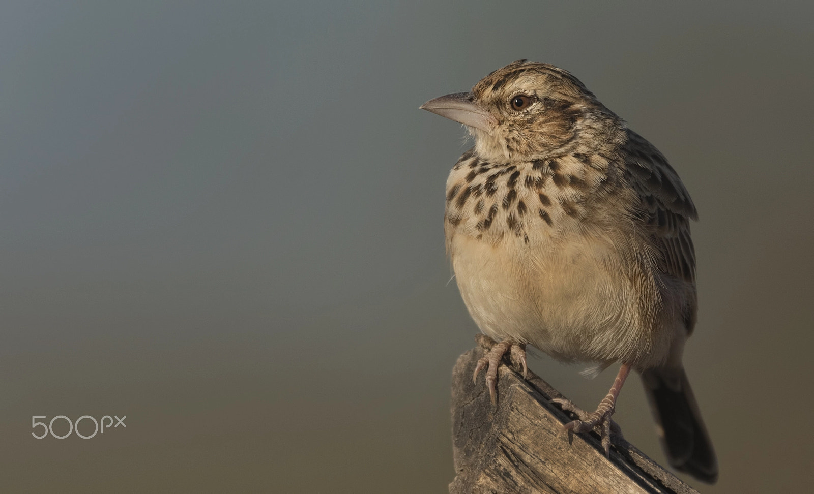 Nikon D750 + Nikon AF-S Nikkor 500mm F4G ED VR sample photo. Indian bushlark photography