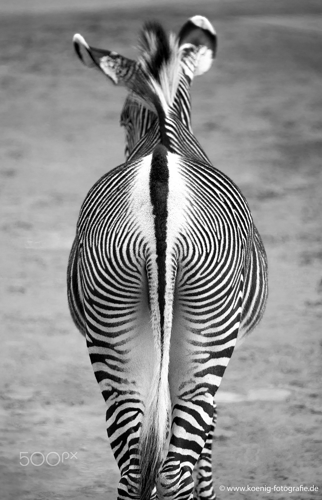 Nikon D600 sample photo. Zebra from behind photography