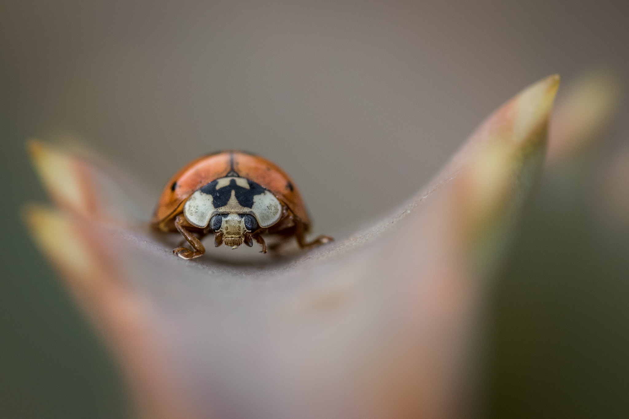 Canon EOS 7D Mark II sample photo. Ladybug in aloe photography