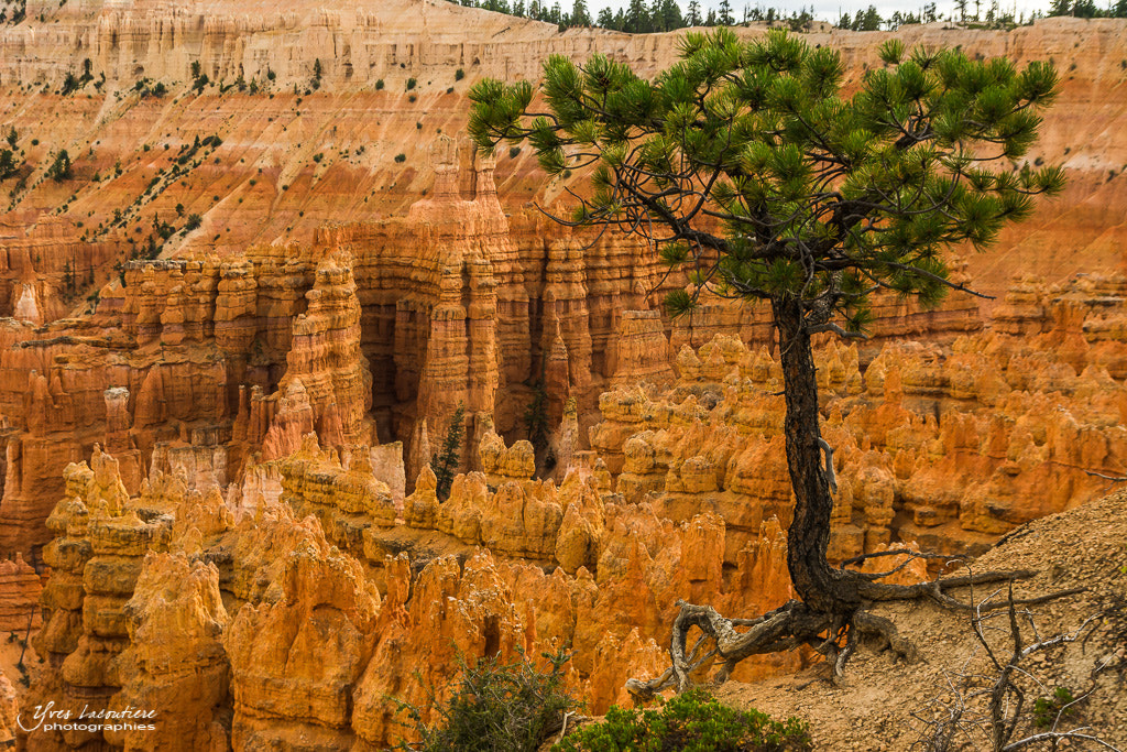 Nikon D7100 + Sigma 17-70mm F2.8-4 DC Macro OS HSM sample photo. Should i stay or should i fall... photography