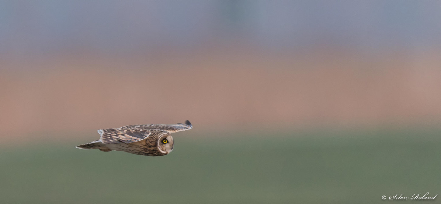 Nikon D4 sample photo. Velduil - short-eared owl photography