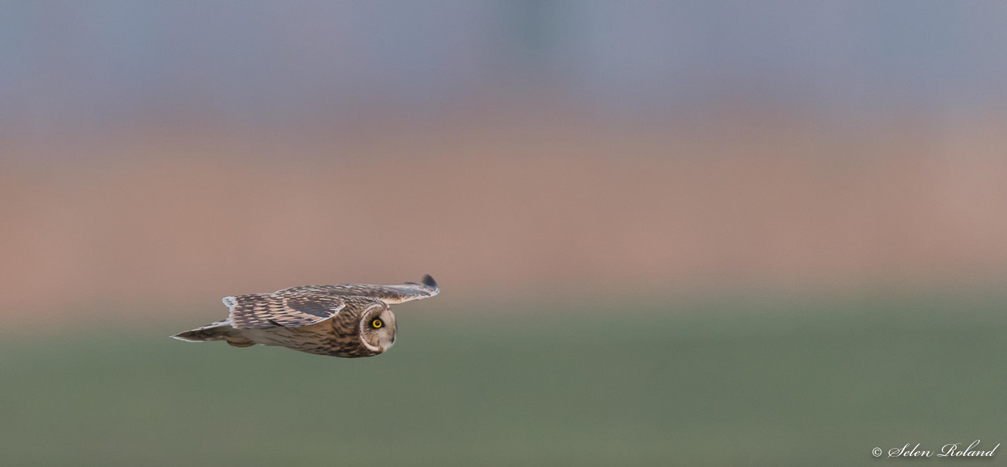 Nikon D4 + Nikon AF-S Nikkor 500mm F4G ED VR sample photo. Velduil - short-eared owl photography