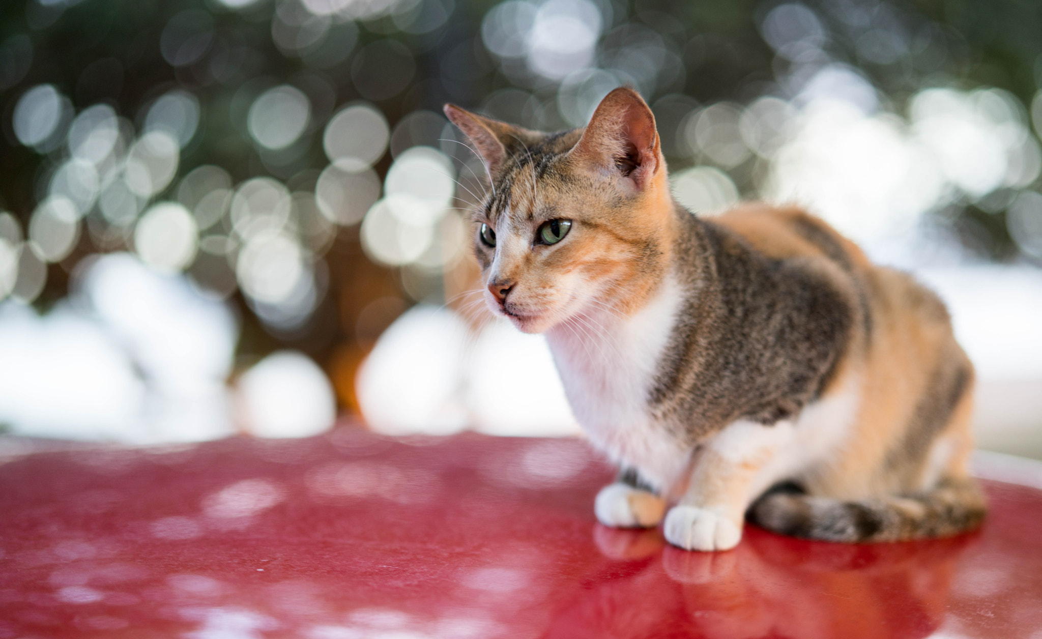 Sony Planar T* FE 50mm F1.4 ZA sample photo. The cats of old san juan photography