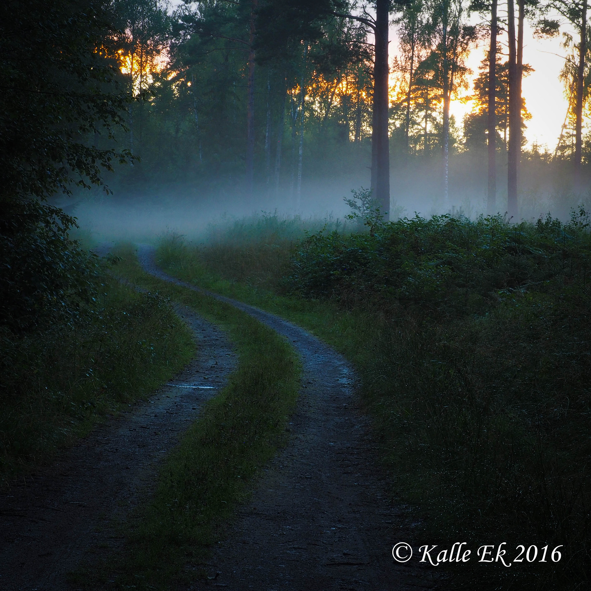 Olympus OM-D E-M1 sample photo. Sunset in the forest after rain photography