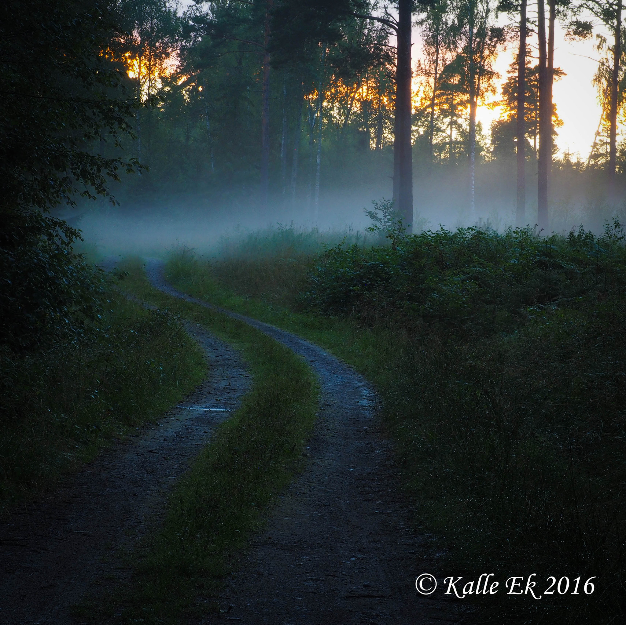 OLYMPUS M.14-150mm F4.0-5.6 II sample photo. Sunset in the forest after rain photography
