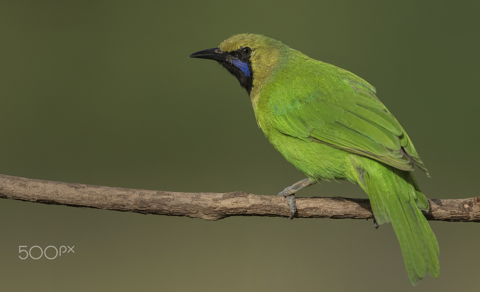 Nikon AF-S Nikkor 500mm F4G ED VR sample photo. Jerdon's leafbird photography