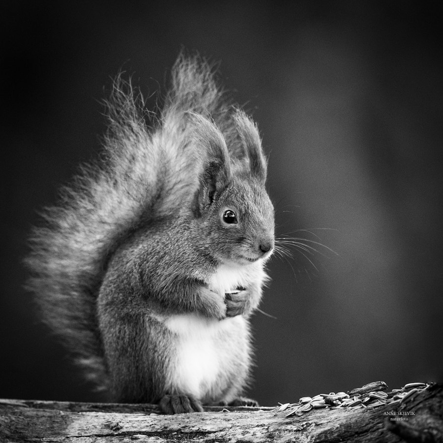 Canon EF 300mm F2.8L IS II USM sample photo. Squirrel in black & white photography