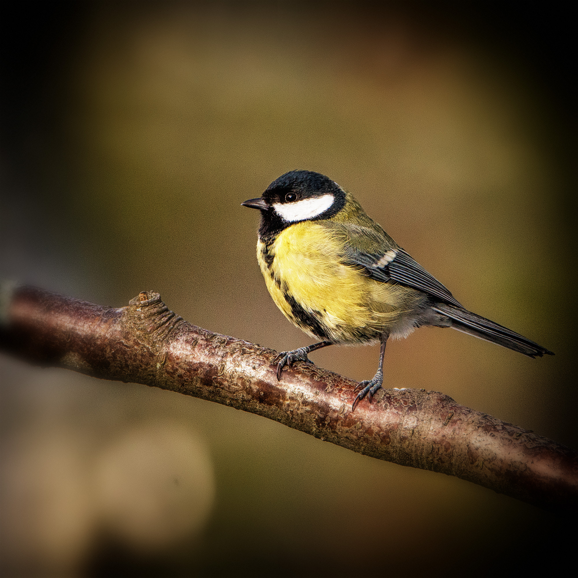 Sony a99 II sample photo. Great tit photography
