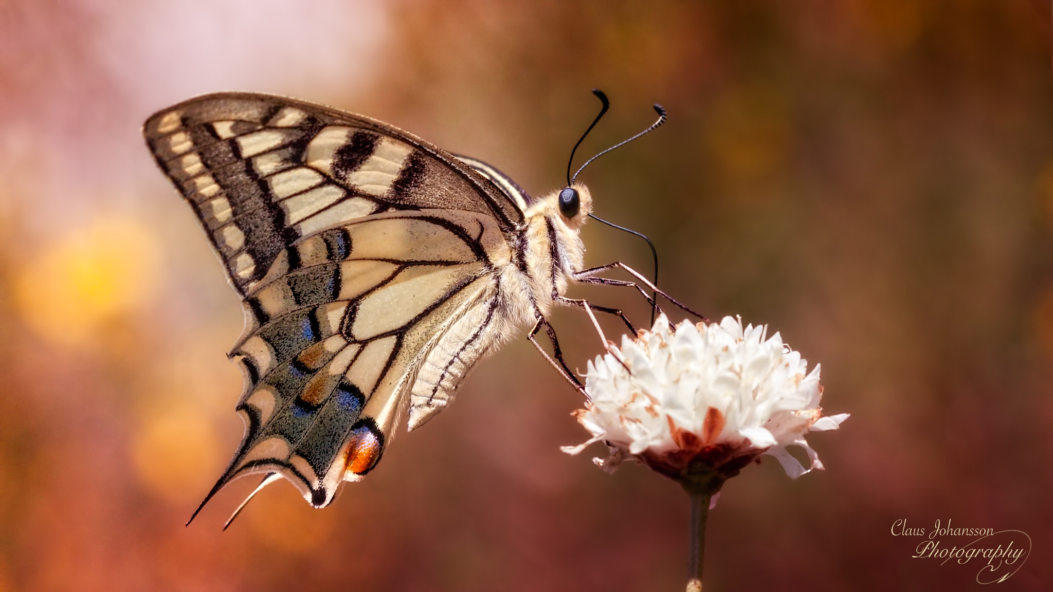 Canon EF 100mm F2.8 Macro USM sample photo. Old world swallowtail photography