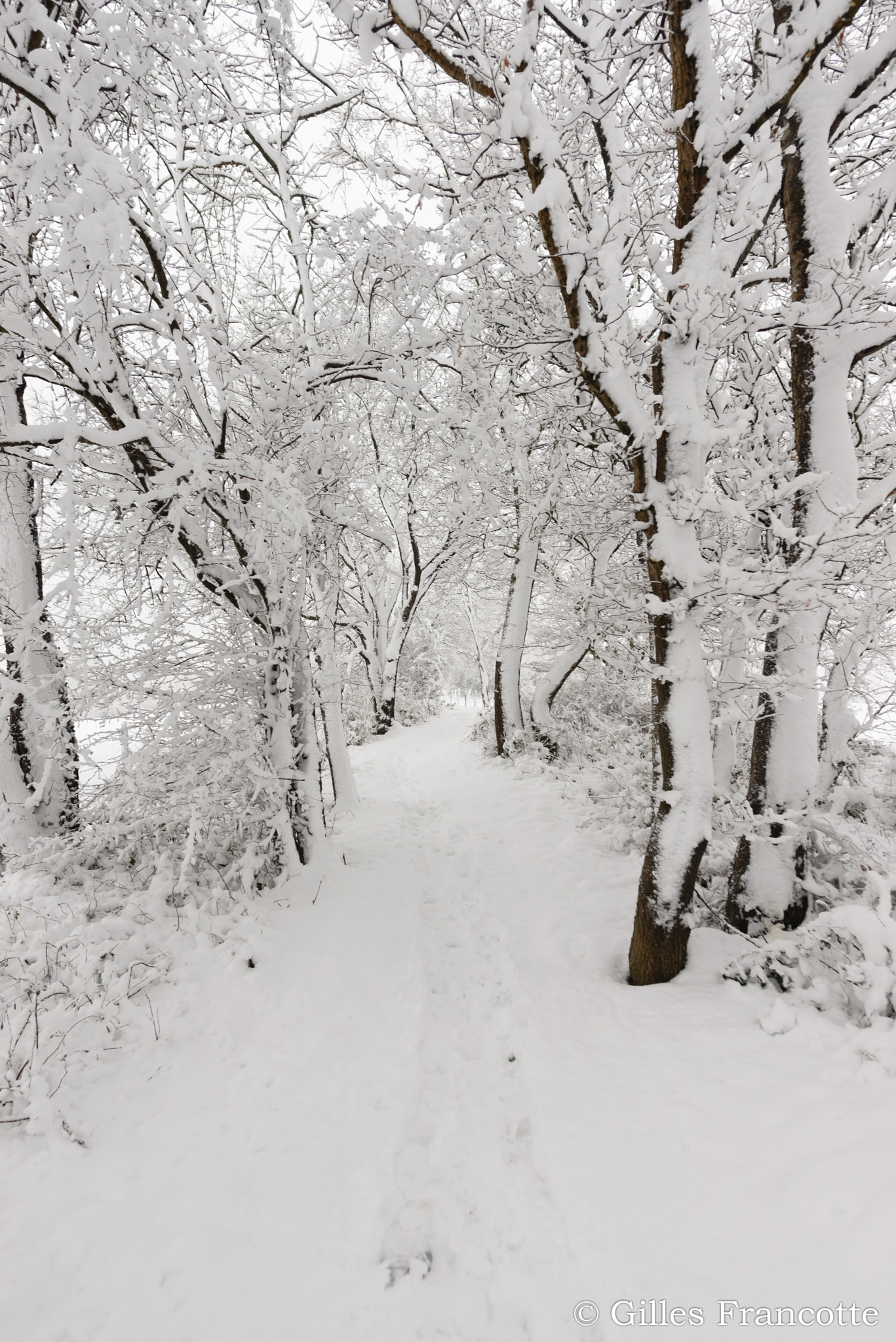 Nikon D800 + Nikon AF-S Nikkor 20mm F1.8G ED sample photo. Track in the snow. photography