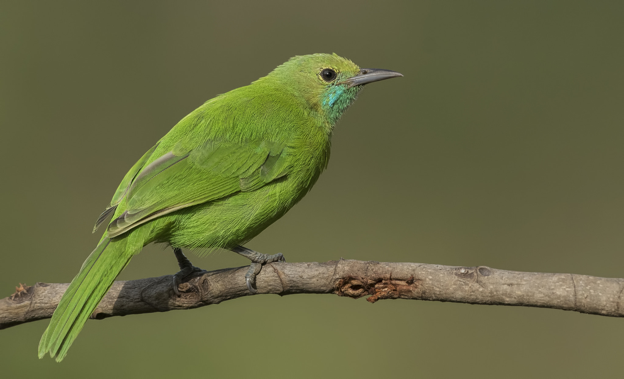 Nikon D750 sample photo. Jerdon's leafbird photography