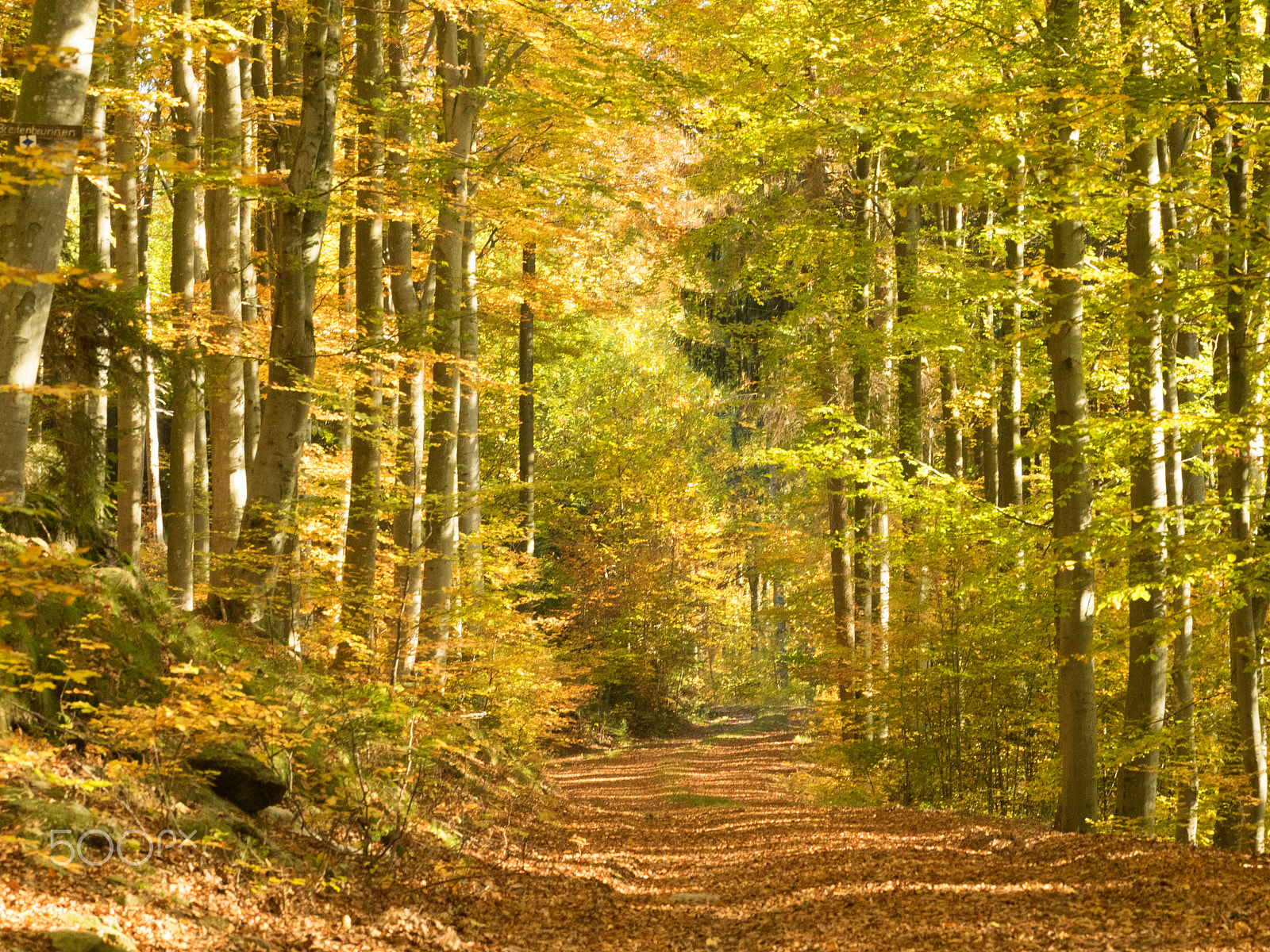 Olympus OM-D E-M1 sample photo. Golden autumn photography