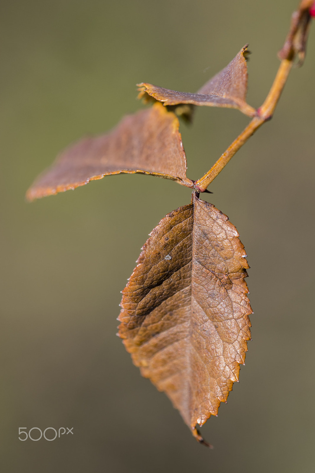 Nikon D3300 + Sigma 150mm F2.8 EX DG Macro HSM sample photo. Brown leaves photography