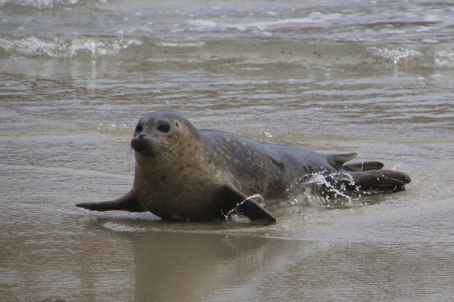 Canon EOS 70D sample photo. Seal arriving on shore at la jolla children's pool photography