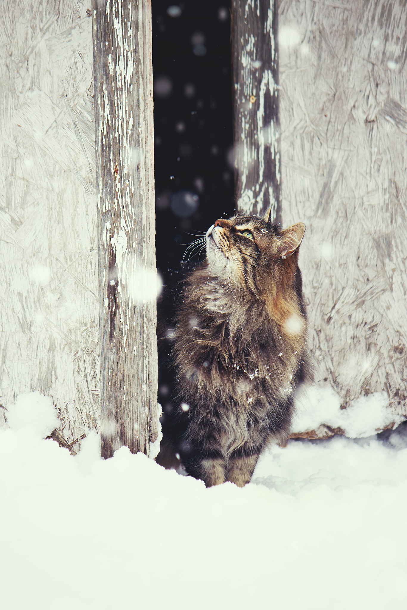 Canon EOS 500D (EOS Rebel T1i / EOS Kiss X3) sample photo. Snowflakes lookout photography