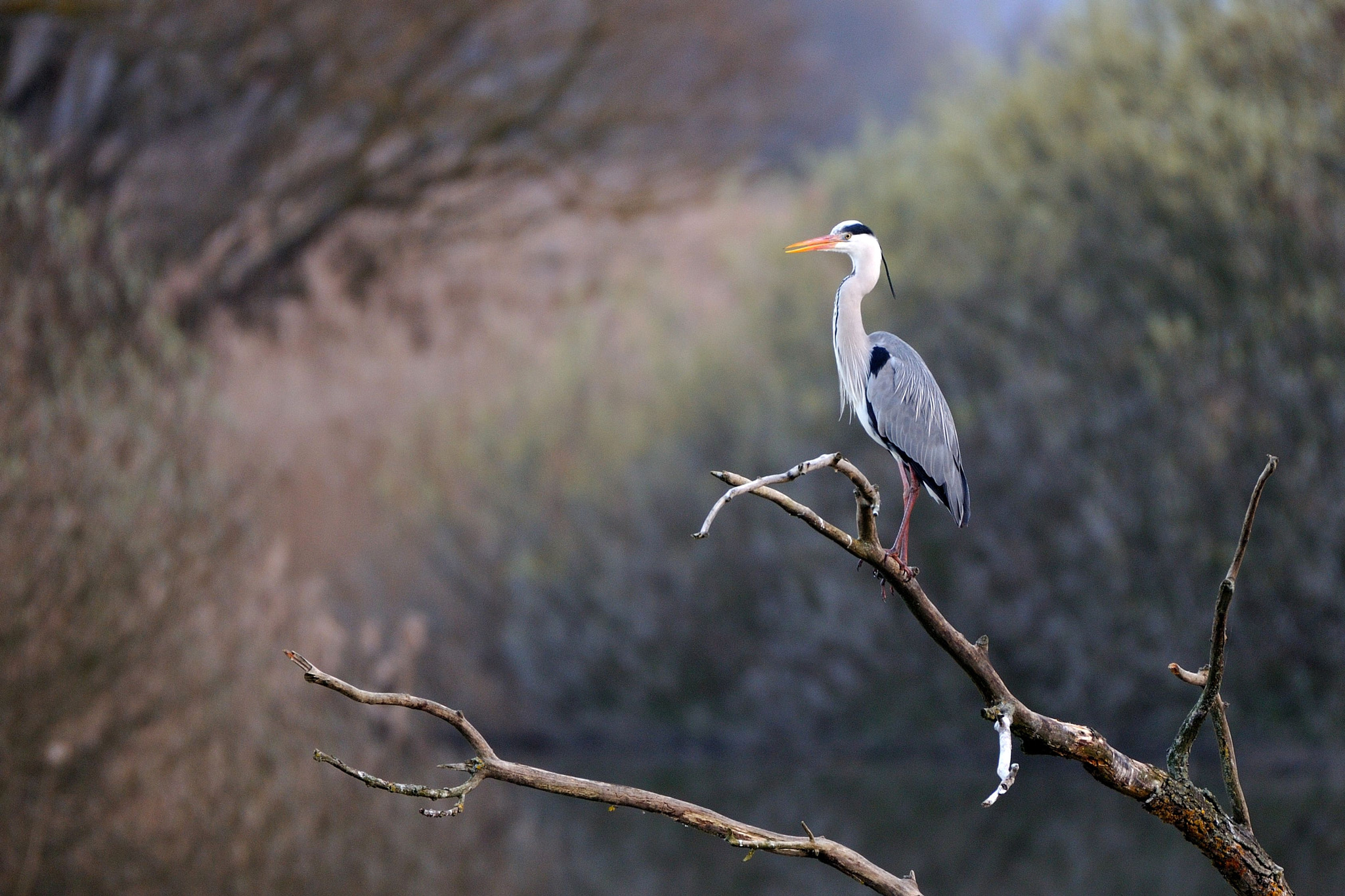 Nikon AF-S Nikkor 200-500mm F5.6E ED VR sample photo. Szürkegém photography