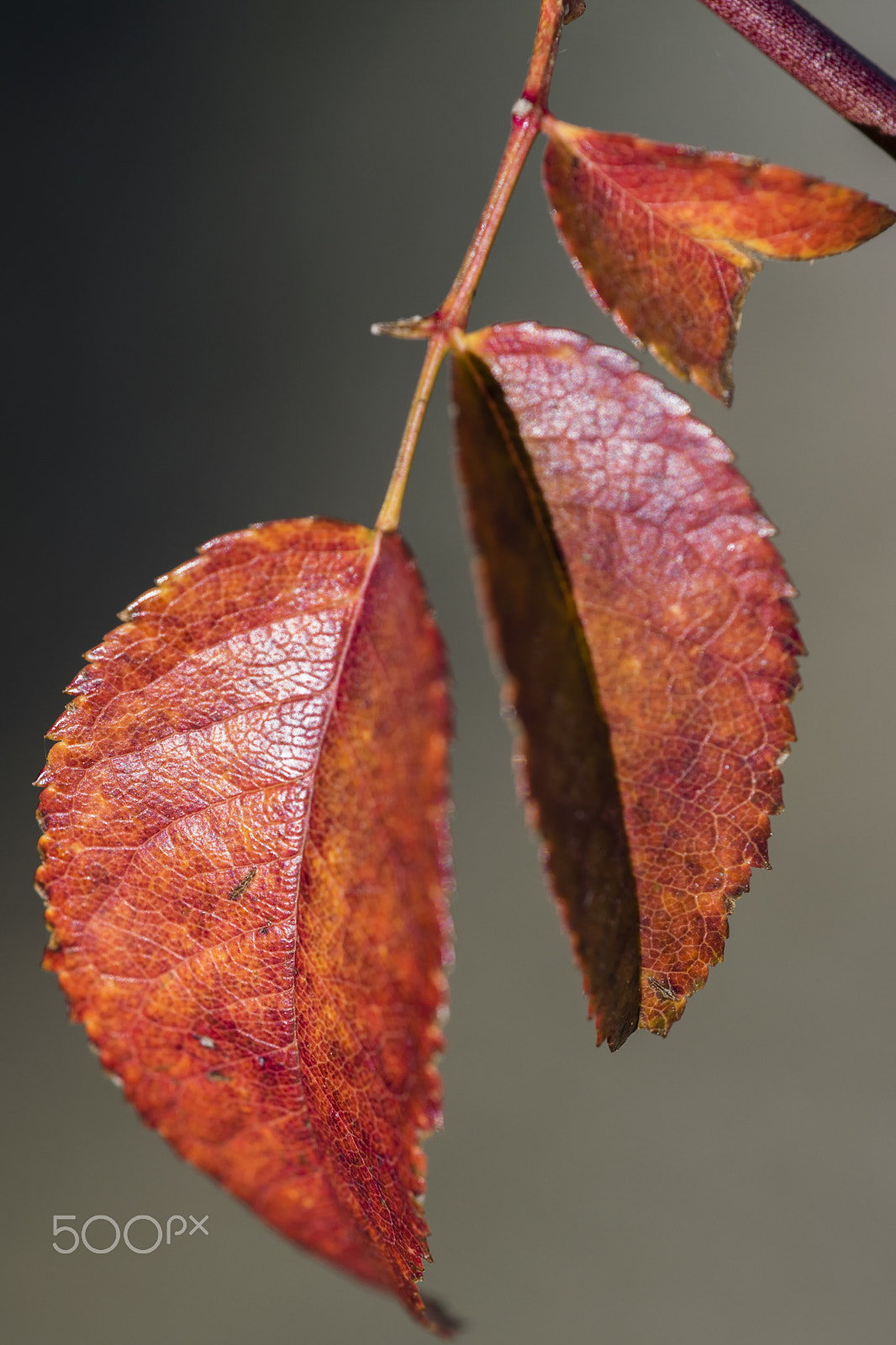 Nikon D3300 + Sigma 150mm F2.8 EX DG Macro HSM sample photo. Brown almost red photography