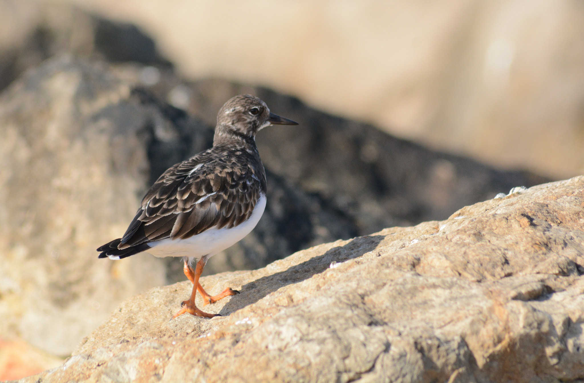 Sigma 70-300mm F4-5.6 APO DG Macro sample photo. Ruddy turnstone : wintry plumage photography