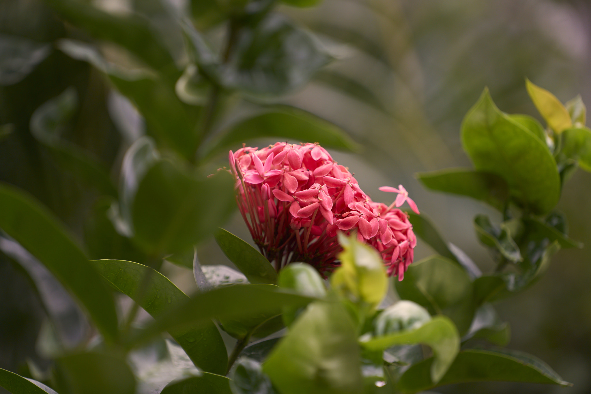 Sony a7R II sample photo. Rainy day photography