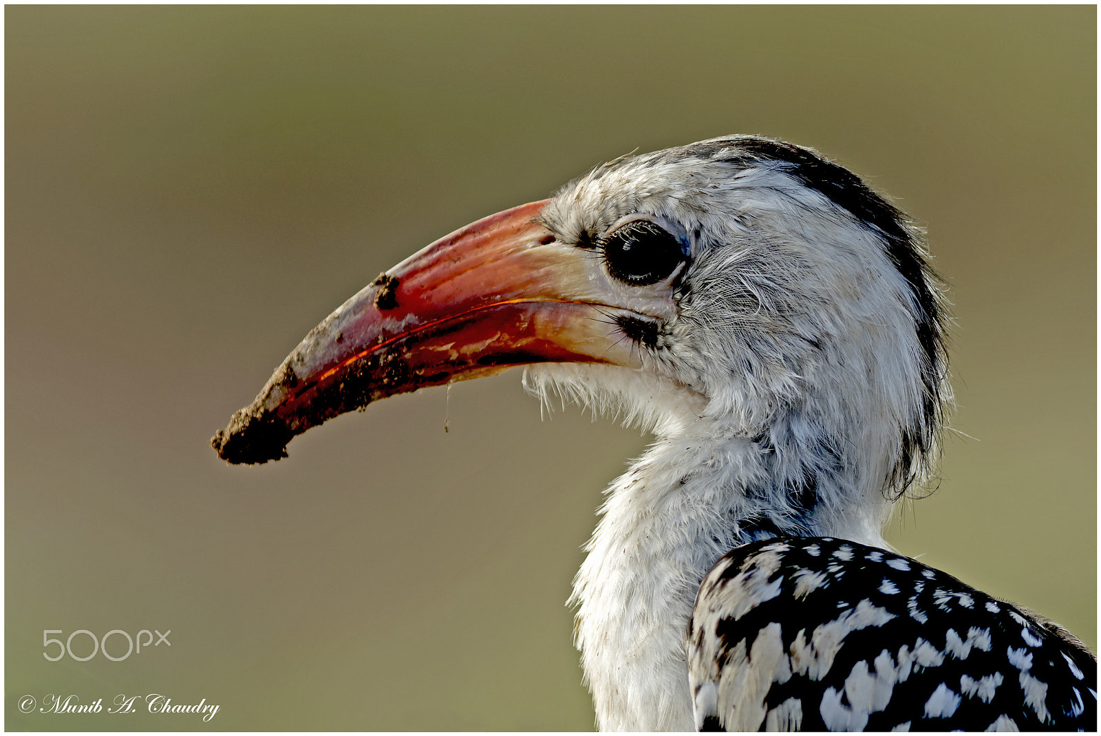 Canon EF 200-400mm F4L IS USM Extender 1.4x sample photo. The banana bird! photography