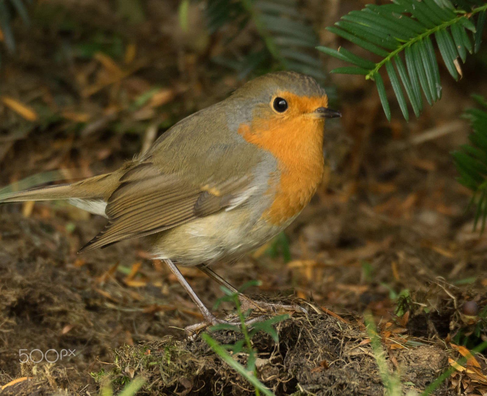 Olympus OM-D E-M1 sample photo. Robin photography