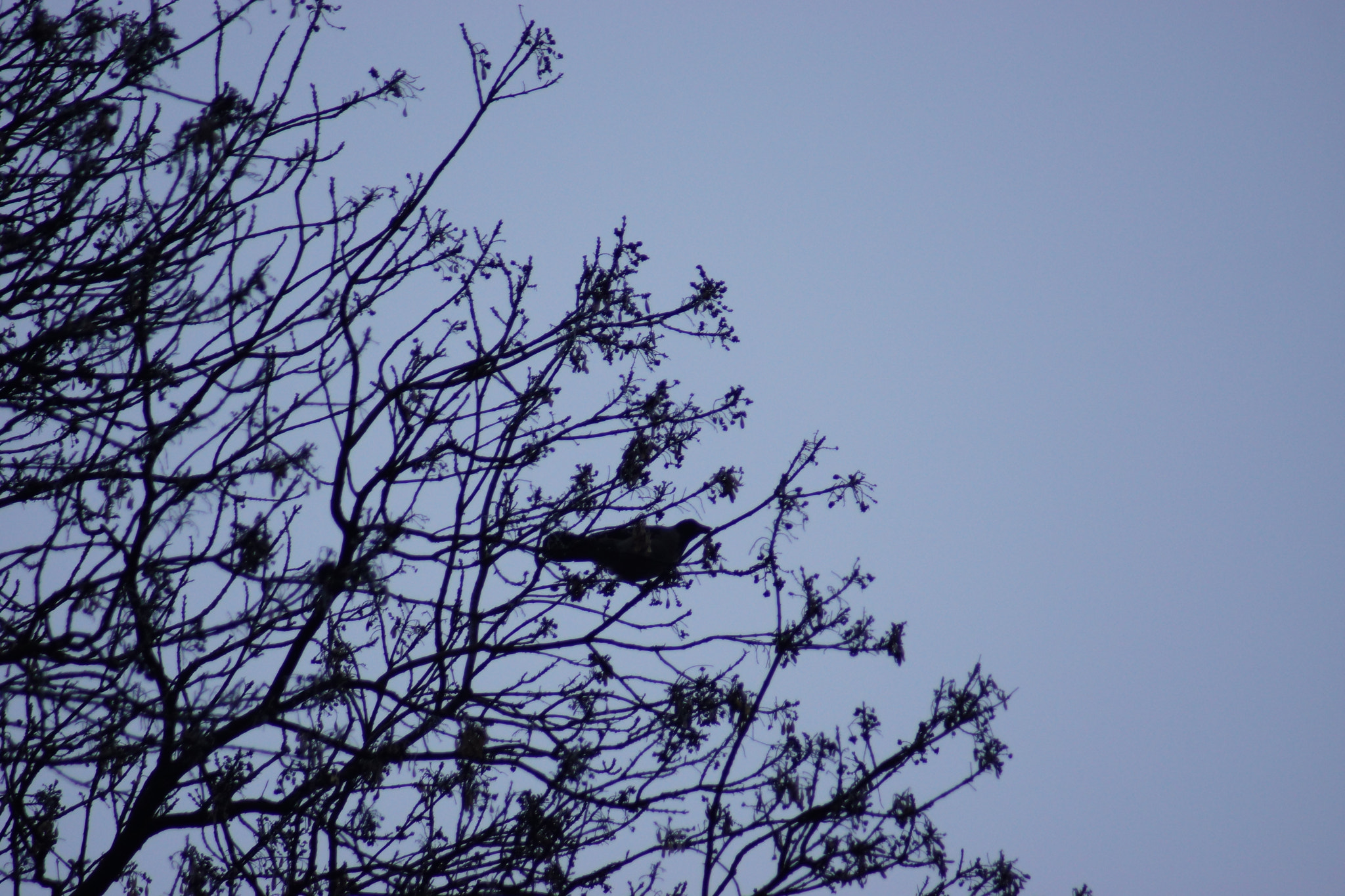 Sony SLT-A65 (SLT-A65V) sample photo. Ready to fly  photography