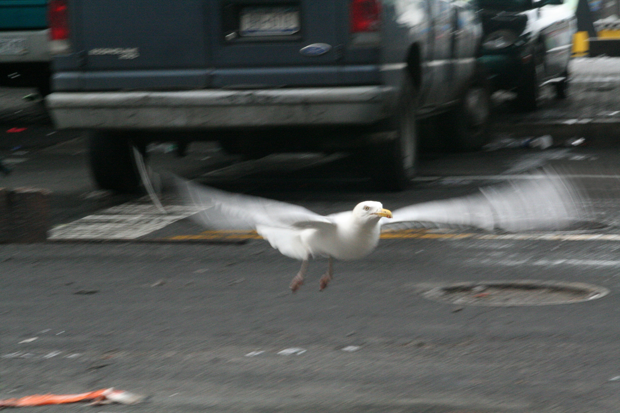 Canon EOS 350D (EOS Digital Rebel XT / EOS Kiss Digital N) sample photo. New york city seagull photography