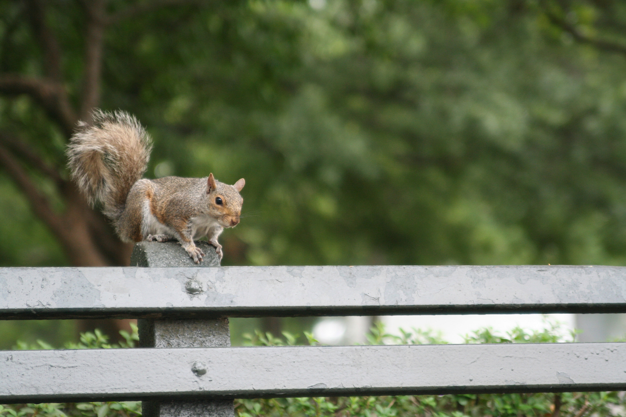 Canon EOS 350D (EOS Digital Rebel XT / EOS Kiss Digital N) sample photo. New york city squirrel photography