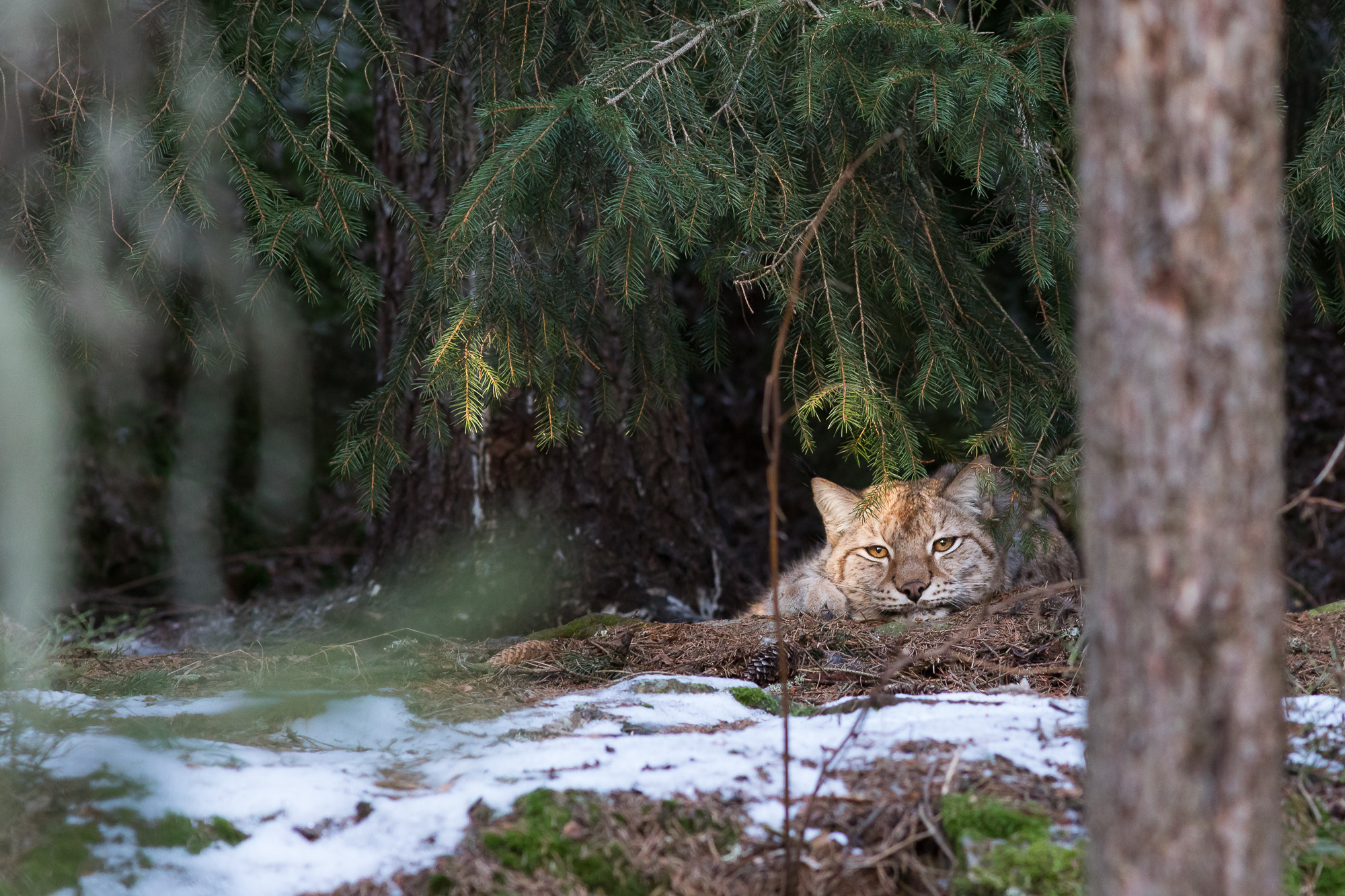 Canon EF 300mm F4L IS USM sample photo. Lynx photography