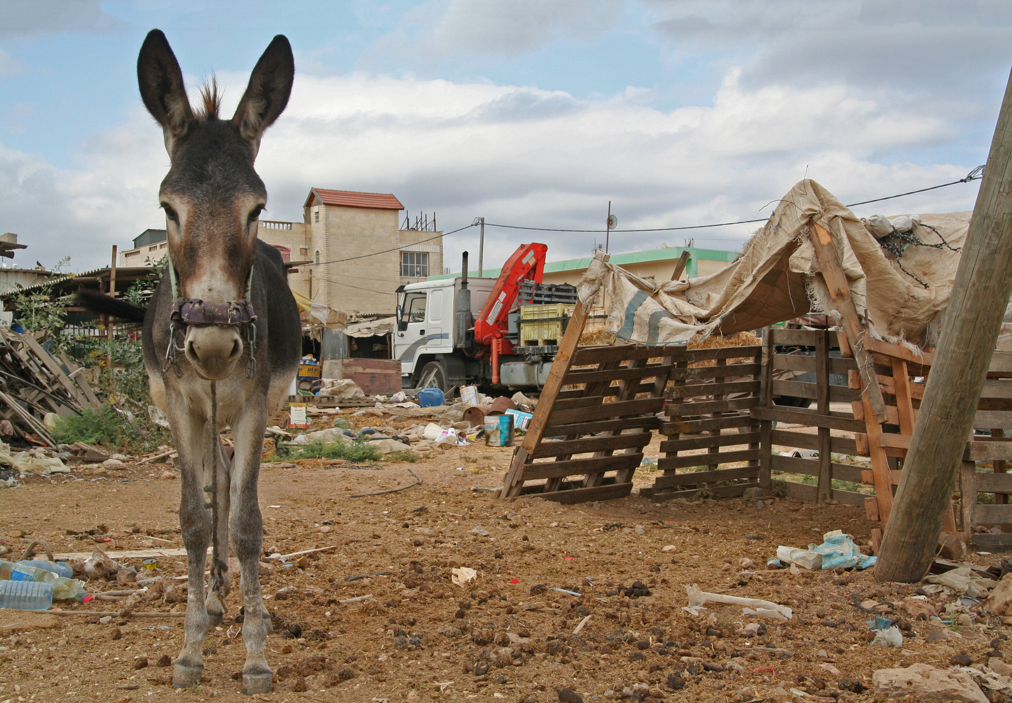 Canon EOS 350D (EOS Digital Rebel XT / EOS Kiss Digital N) sample photo. Junkyard donkey photography