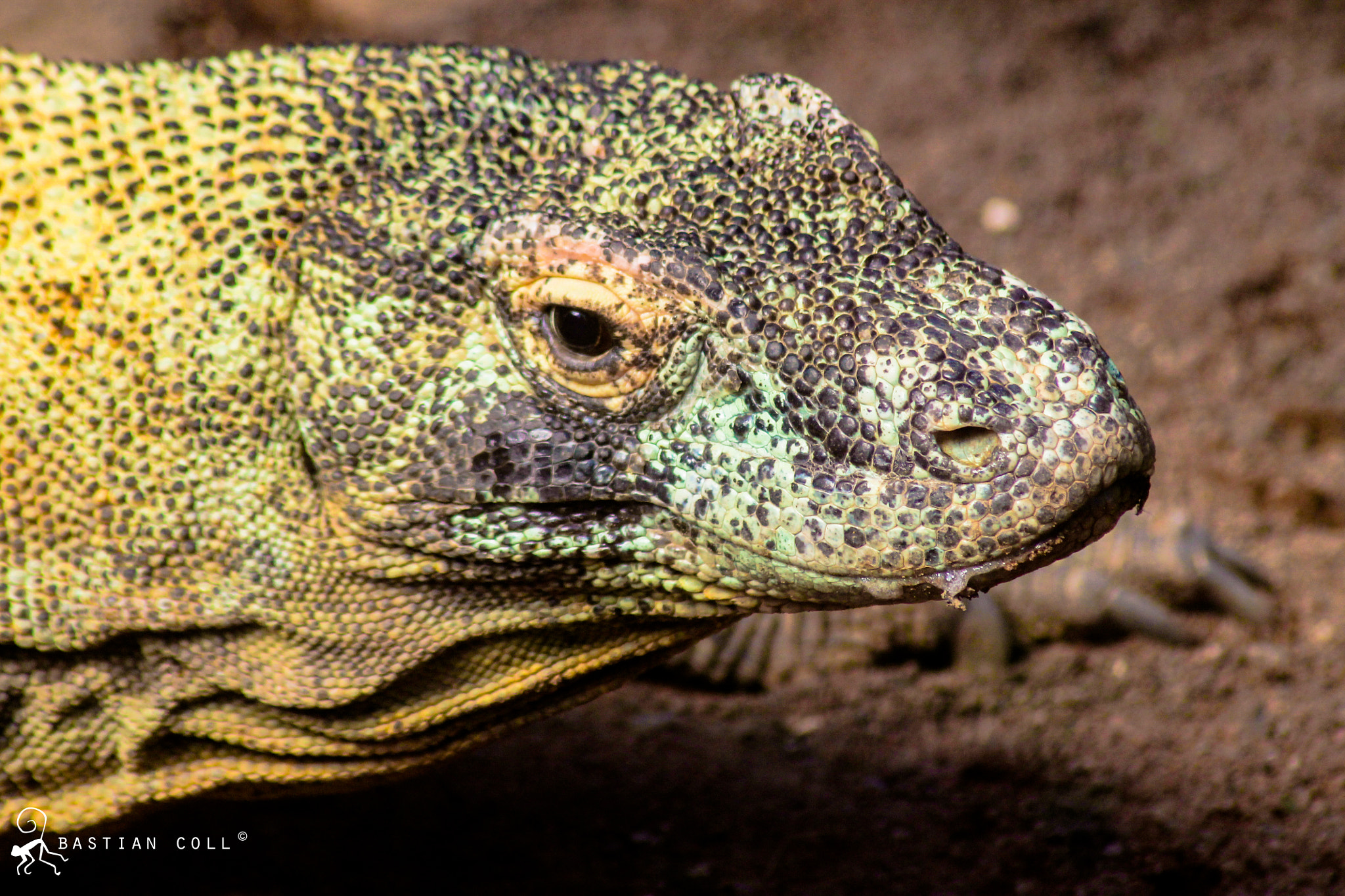 Canon EOS 1100D (EOS Rebel T3 / EOS Kiss X50) sample photo. Bastiancollwildlifephotography photography