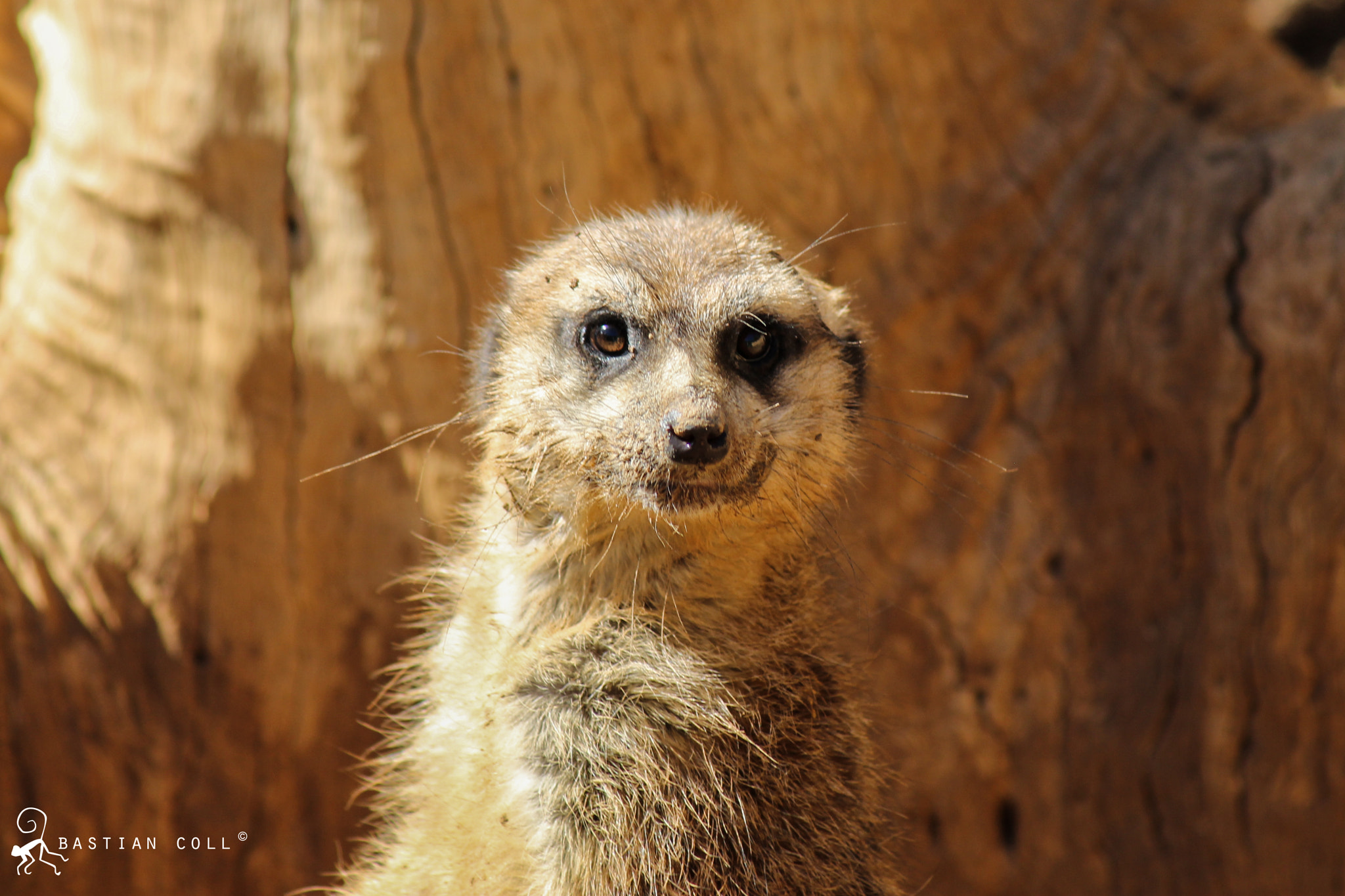 Canon EOS 1100D (EOS Rebel T3 / EOS Kiss X50) sample photo. Bastiancollwildlifephotography photography