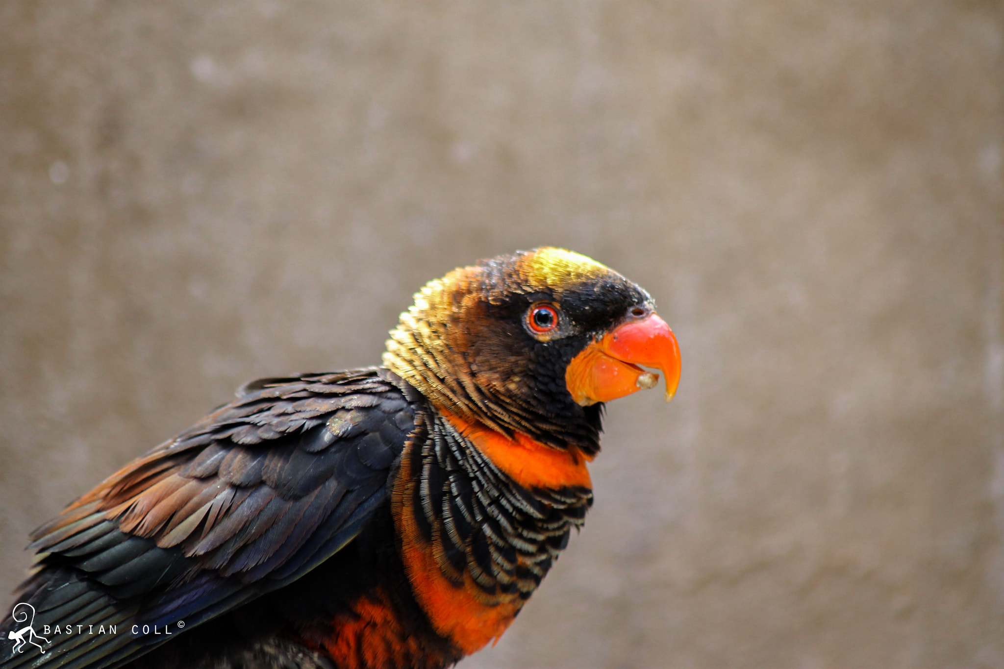 Canon EOS 1100D (EOS Rebel T3 / EOS Kiss X50) sample photo. Bastiancollwildlifephotography photography