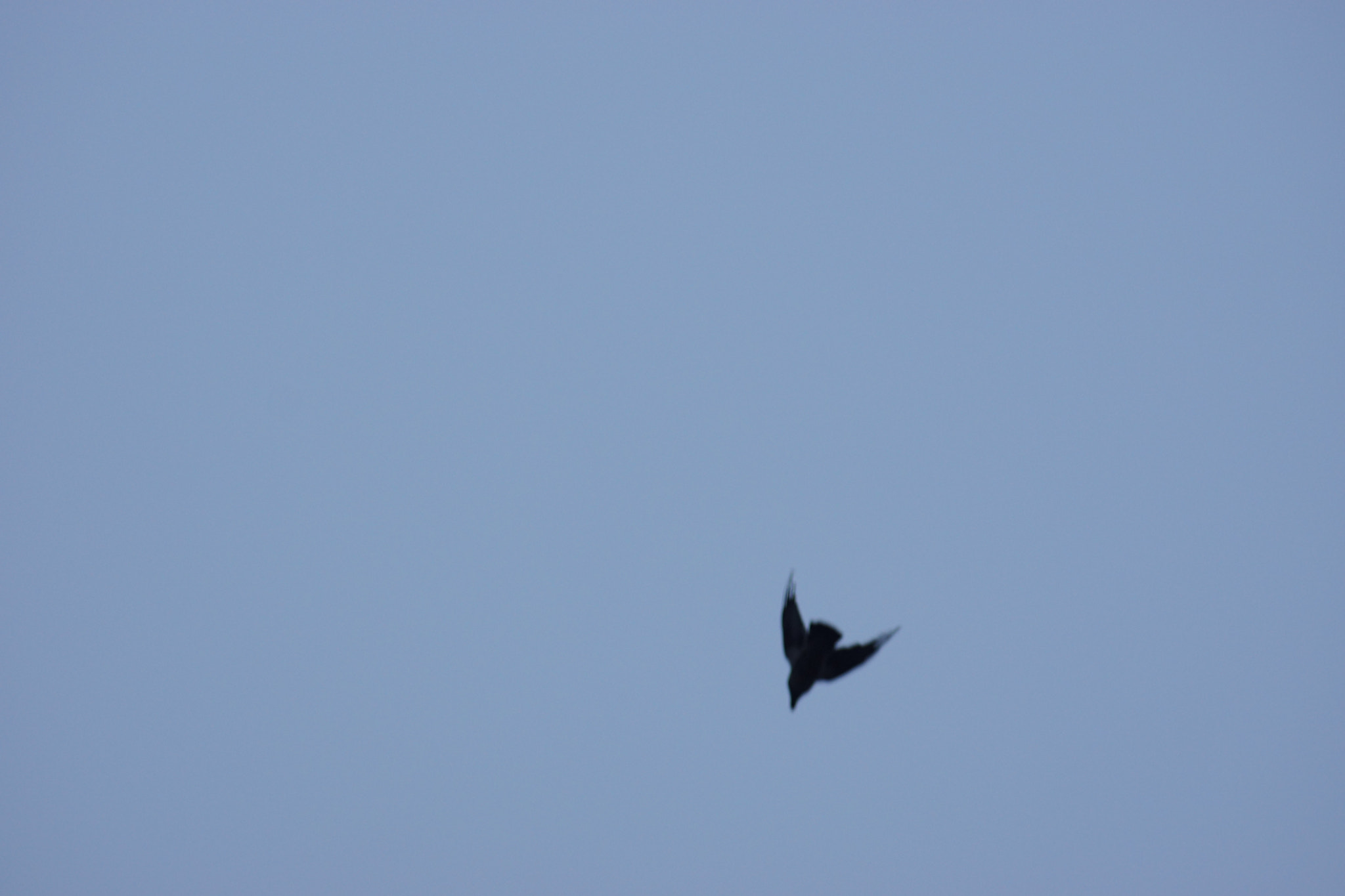 Minolta AF 70-210mm F4.5-5.6 [II] sample photo. Flying bird  photography