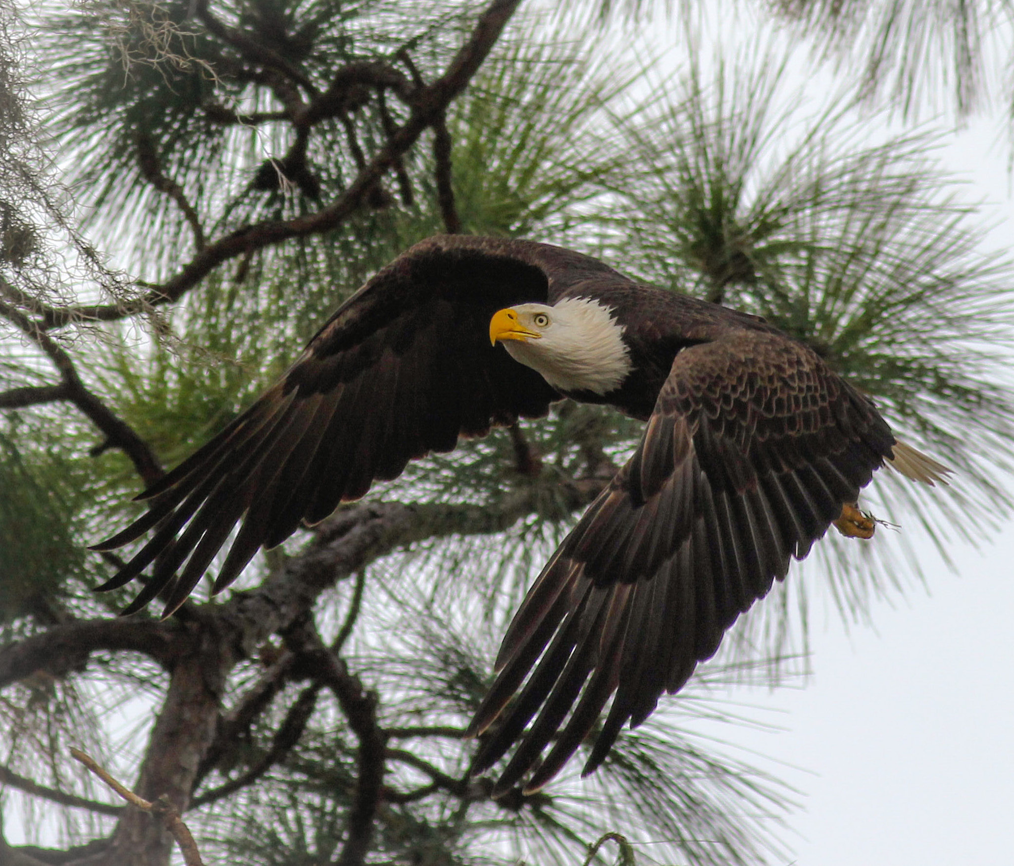 Canon EF 400mm F5.6L USM sample photo. Wild thing photography